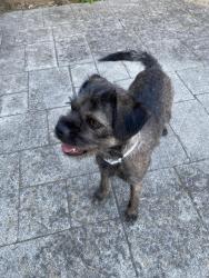 Found/Stray Female Dog last seen N McCarthy Blvd, Milpitas, CA 95134
