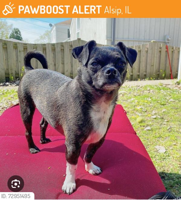 Found/Stray Female Dog last seen Bobbie noonans childcare , Alsip, IL 60803
