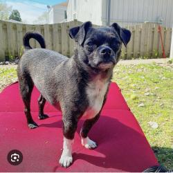 Found/Stray Female Dog last seen Bobbie noonans childcare , Alsip, IL 60803