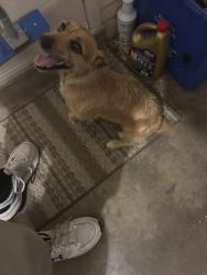 Reunited Male Dog last seen SE 30th Street and Country Club, Cape Coral, FL 33904