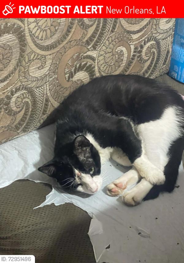 Lost Male Cat last seen around the clinic / near Avenue Animal Wellness on St Charles Ave, New Orleans, LA 70130