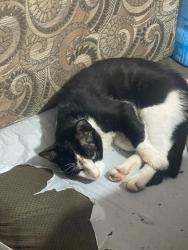 Lost Male Cat last seen around the clinic / near Avenue Animal Wellness on St Charles Ave, New Orleans, LA 70130