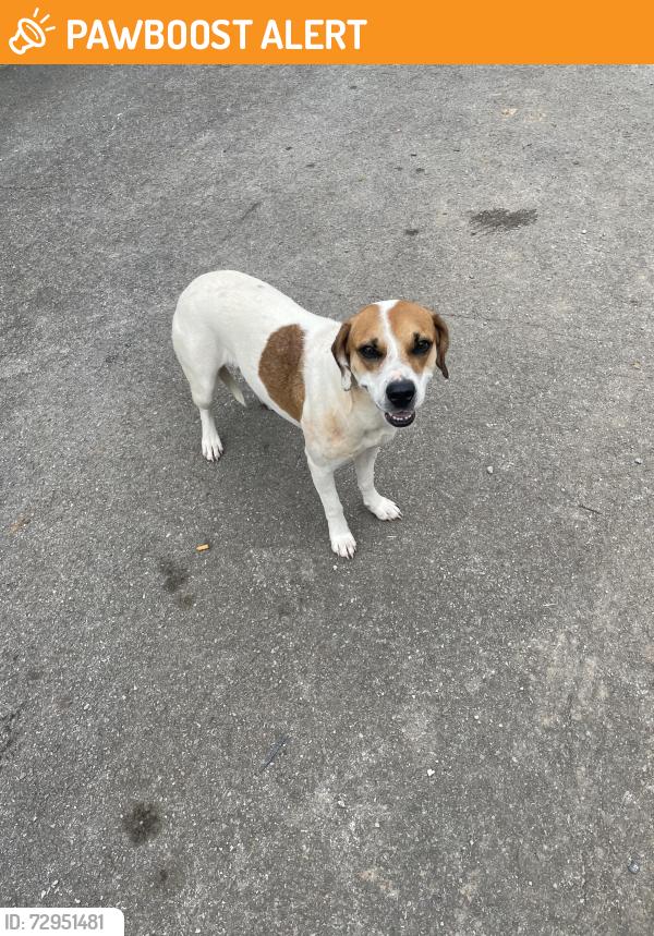 Found/Stray Female Dog last seen Julia Cir Clinton, TN  , Anderson County, TN 37716