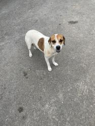 Found/Stray Female Dog last seen Julia Cir Clinton, TN  , Anderson County, TN 37716