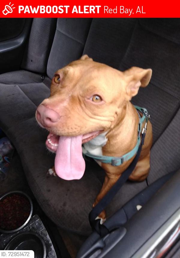 Lost Female Dog last seen North main st, Red Bay, AL 35582