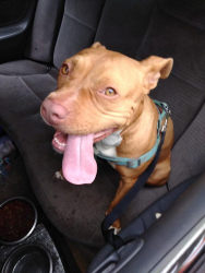 Lost Female Dog last seen North main st, Red Bay, AL 35582