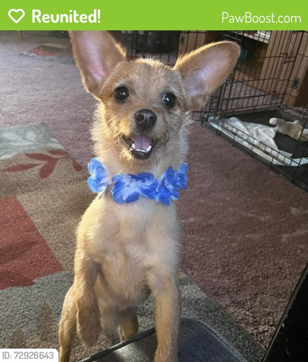 Reunited Male Dog last seen Mercury apmts , Tempe, AZ 85282