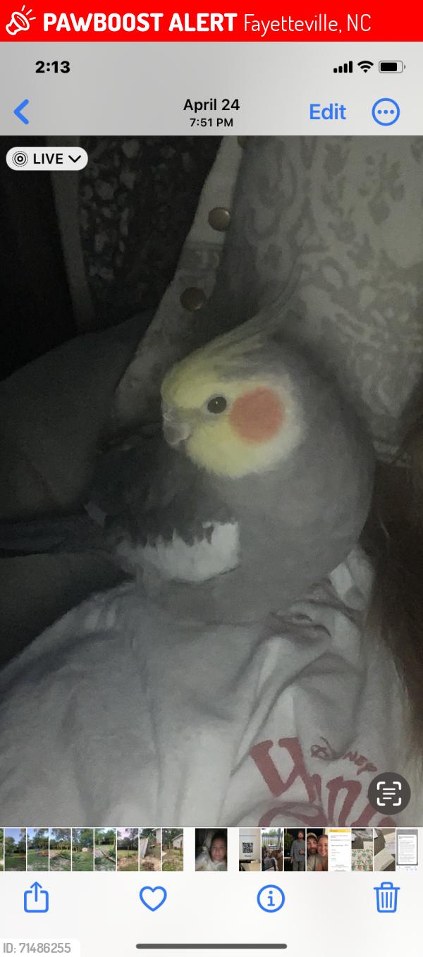 Lost Unknown Bird last seen Montclair and Berwick, Fayetteville, NC 28304