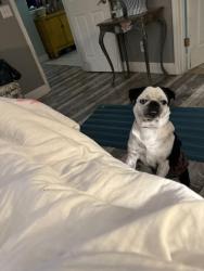 Lost Male Dog last seen Near Hondo drive, St. Augustine, FL 32086