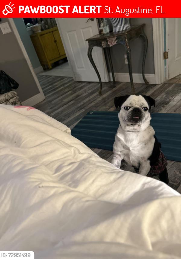Lost Male Dog last seen Near Hondo drive, St. Augustine, FL 32086