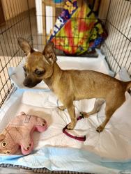 Found/Stray Female Dog last seen International blvd , Oakland, CA 93601