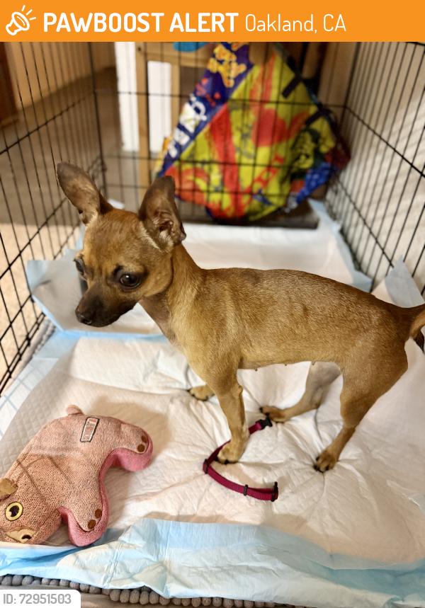Found/Stray Female Dog last seen International blvd, Oakland, CA 93601