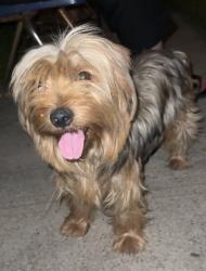 Found/Stray Female Dog last seen He’s in the front of my hse 3514 Sey Blvd Dallas Texas 75211, Dallas, TX 75211