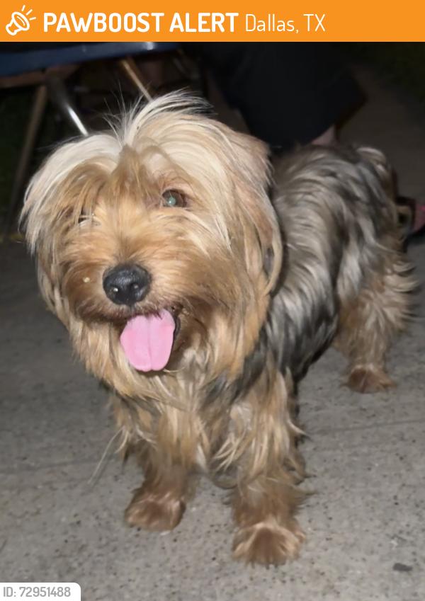 Found/Stray Female Dog last seen He’s in the front of my hse 3514 Sey Blvd Dallas Texas 75211, Dallas, TX 75211