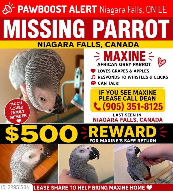 Lost Female Bird last seen Drummond and Fingland, Niagara Falls, ON L2E