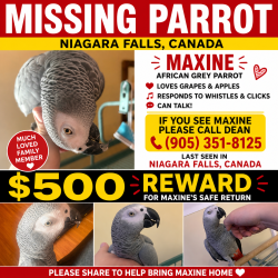 Lost Female Bird last seen Drummond and Fingland, Niagara Falls, ON L2E