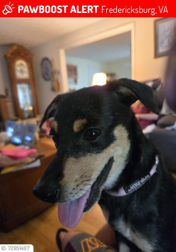Lost Female Dog last seen Near and Pinecrest , Fredericksburg, VA 22408