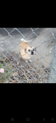 Reunited Unknown Dog last seen Newport park league city tx, League City, TX 77573
