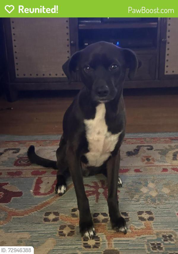 Reunited Male Dog last seen Woodley Drive and Hawthorn Court, Rockville, MD 20850