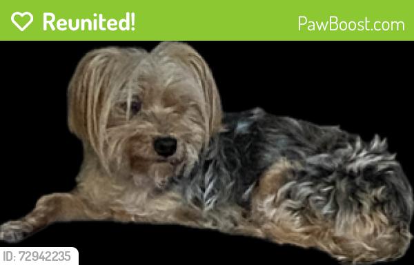 Reunited Unknown Dog last seen Daemon, Port St. Lucie, FL 34953