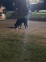 Found/Stray Unknown Dog last seen 4th and Santa Fe , Moore, OK 73160
