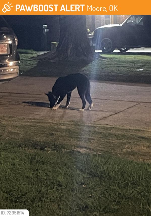 Found/Stray Unknown Dog last seen 4th and Santa Fe , Moore, OK 73160