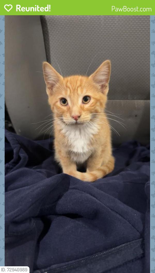 Reunited Male Cat last seen Near Red Robin Way, Caldwell, ID 83605, USA, Caldwell, ID 83605