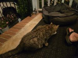 Found/Stray Unknown Cat last seen Roslyn/ Coliseum, Winston-Salem, NC 27104