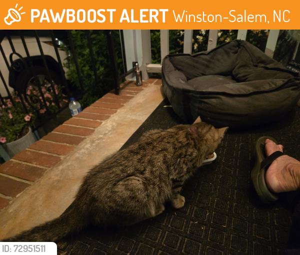 Found/Stray Unknown Cat last seen Roslyn/ Coliseum, Winston-Salem, NC 27104