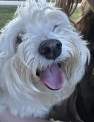Reunited Male Dog last seen Chinn Chapel Rd, Highland Village, TX 75077