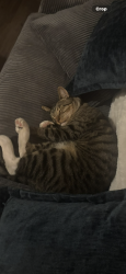 Lost Male Cat last seen 3rd, Imperial Beach, CA 91932