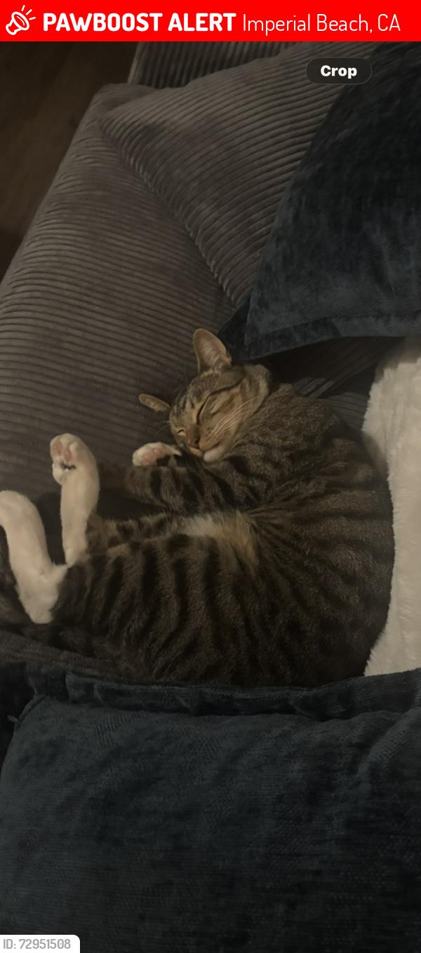 Lost Male Cat last seen 3rd, Imperial Beach, CA 91932