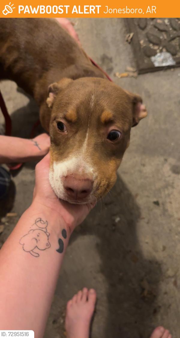 Found/Stray Female Dog last seen Chucky cheese, Jonesboro, AR 72401