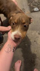 Found/Stray Female Dog last seen Chucky cheese, Jonesboro, AR 72401