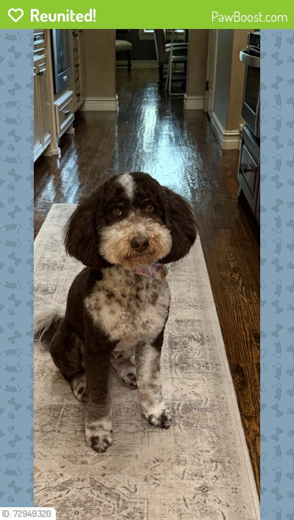 Reunited Male Dog last seen 86th St., North and 177th, Owasso, OK 74055