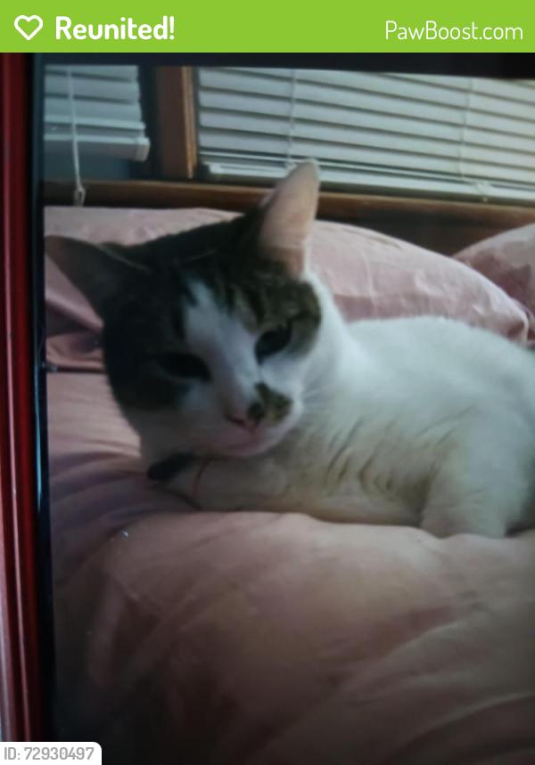 Reunited Male Cat last seen Hartsdale road and princess anne.  In the Kempsville ests neighborhood, Virginia Beach, VA 23462
