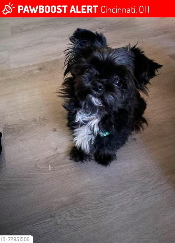 Lost Male Dog last seen Near bowling green ct, Cincinnati, OH 45225