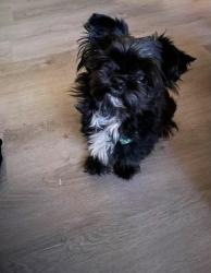 Lost Male Dog last seen Near bowling green ct, Cincinnati, OH 45225