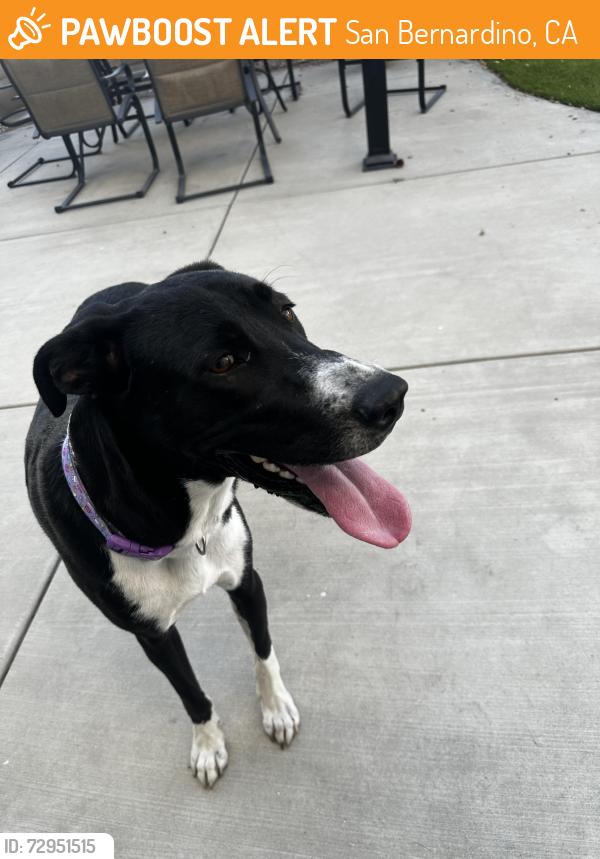 Found/Stray Female Dog last seen N Meridian ave and W Court St, San Bernardino, CA 92401
