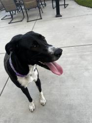 Found/Stray Female Dog last seen N Meridian ave and W Court St, San Bernardino, CA 92401