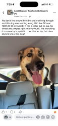 Reunited Unknown Dog last seen Near 126th ST SE, Everett, WA 98208