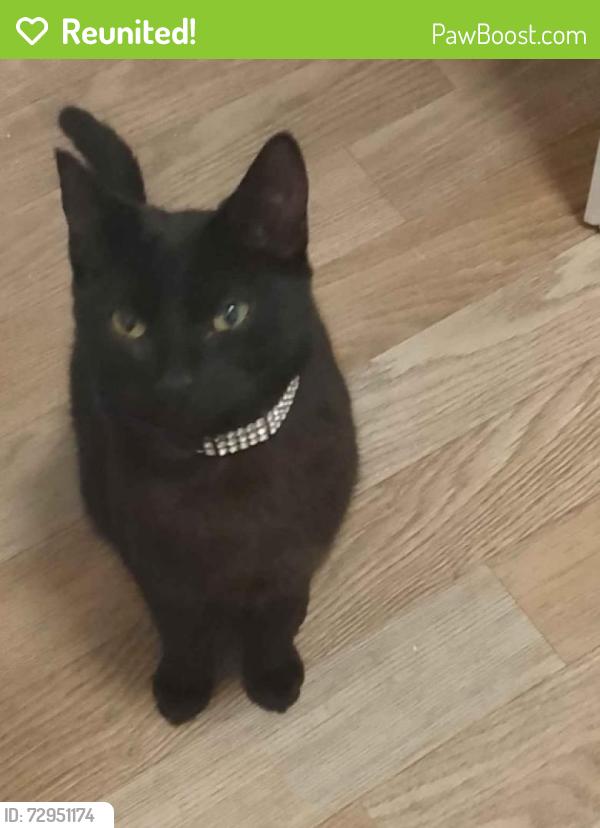 Reunited Female Cat last seen Edge Lane, Fairfield, England L7 0HT