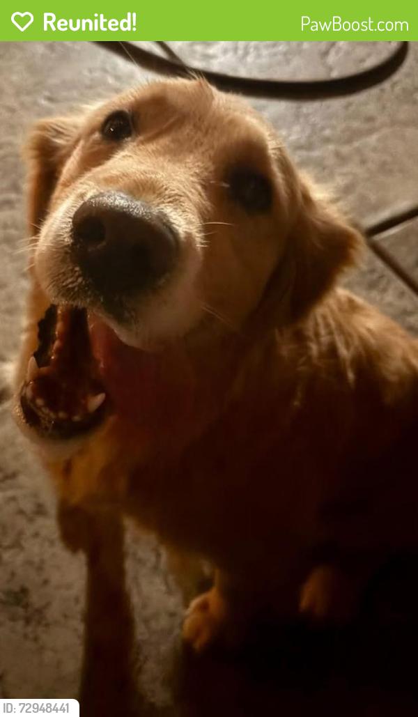 Reunited Female Dog last seen Starlight/Moonstone, Beaumont, CA 92223