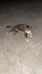 Found/Stray Unknown Cat last seen Walnut lake & Franklin rd, West Bloomfield Township, MI 48322