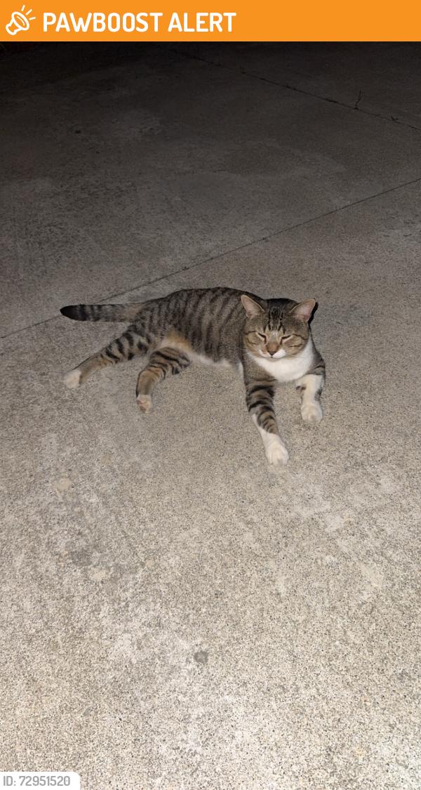 Found/Stray Unknown Cat last seen Walnut lake & Franklin rd, West Bloomfield Township, MI 48322