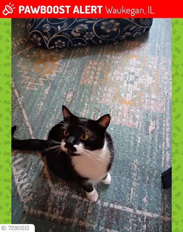 Lost Male Cat last seen Yeoman and Ferry, Waukegan, IL 60087