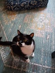 Lost Male Cat last seen Yeoman and Ferry, Waukegan, IL 60087