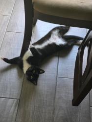 Lost Female Cat last seen Woodland trails, Port St. Lucie, FL 34953