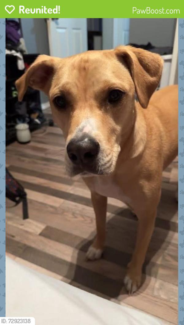 Reunited Male Dog last seen troy tx, Troy, TX 76579