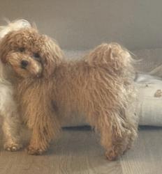 Reunited Male Dog last seen Near Cocoa Beach Cir Las Vegas  NV  89128 United States, Las Vegas, NV 89128